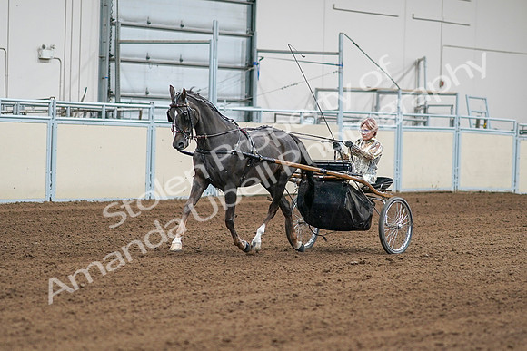 2020 - AB Morgan Horse - Sat, Sept 05 - 05974