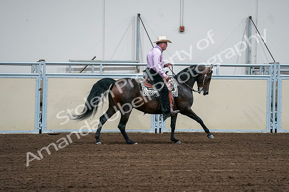 2020 - AB Morgan Horse - Fri, Sept 04 - 00570