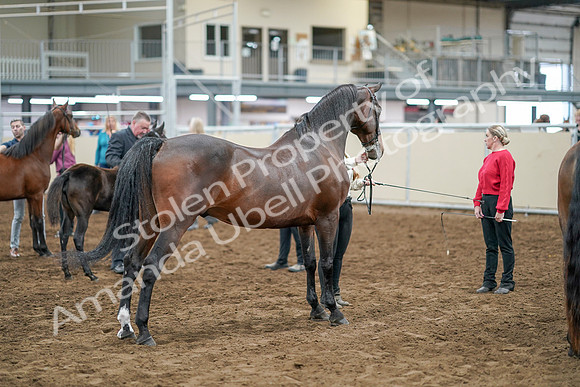 2020 - AB Morgan Horse - Sat, Sept 05 - 00744