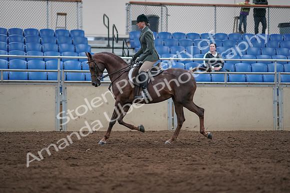 2019 Morgan Horse Show - Sept 01, 2019 - 08558