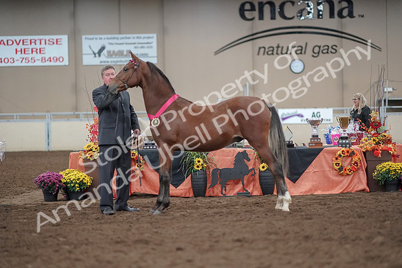 2019 Morgan Horse Show - Aug 31, 2019 - 00288
