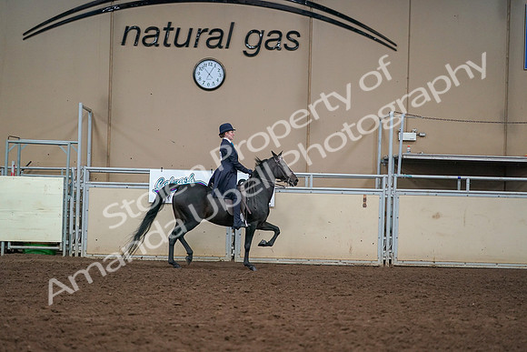 2019 Morgan Horse Show - Aug 30, 2019 - 12467