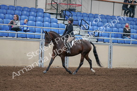 2020 - AB Morgan Horse - Fri, Sept 04 - 05901