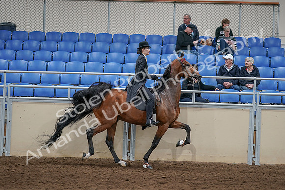 2020 - AB Morgan Horse - Sat, Sept 05 - 06776