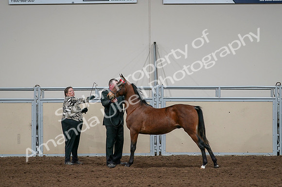 2020 - AB Morgan Horse - Fri, Sept 04 - 07618
