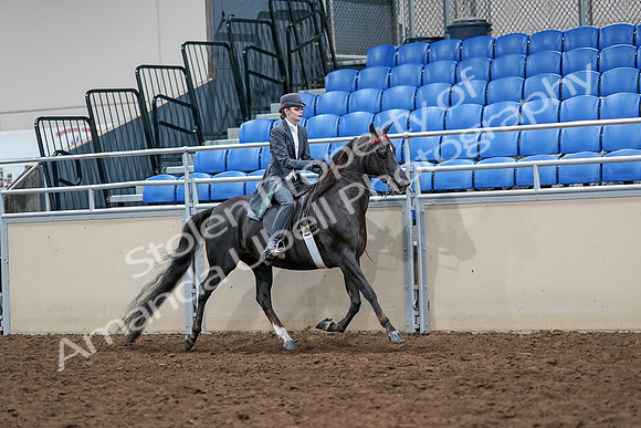 2020 - AB Morgan Horse - Sat, Sept 05 - 13911