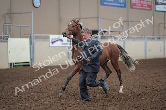 2019 Morgan Horse Show - Aug 31, 2019 - 00260