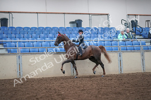 2019 Morgan Horse Show - Aug 30, 2019 - 17817