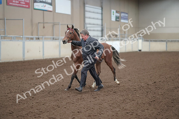 2019 Morgan Horse Show - Aug 31, 2019 - 00250