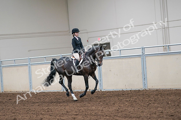 2020 - AB Morgan Horse - Fri, Sept 04 - 02111