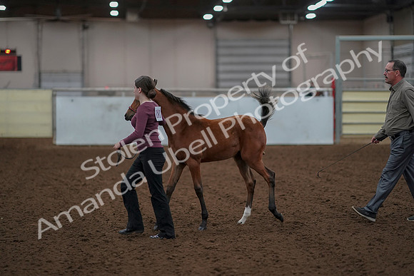 2019 Morgan Horse Show - Aug 30, 2019 - 24796
