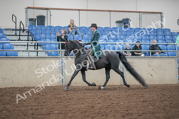 2019 Morgan Horse Show - Aug 30, 2019 - 15330