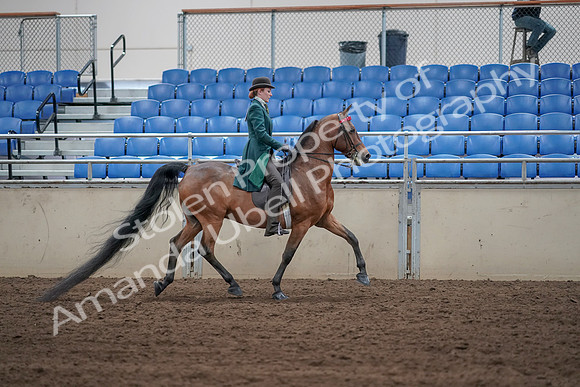 2019 Morgan Horse Show - Sept 01, 2019 - 13307