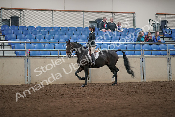 2019 Morgan Horse Show - Aug 31, 2019 - 04947