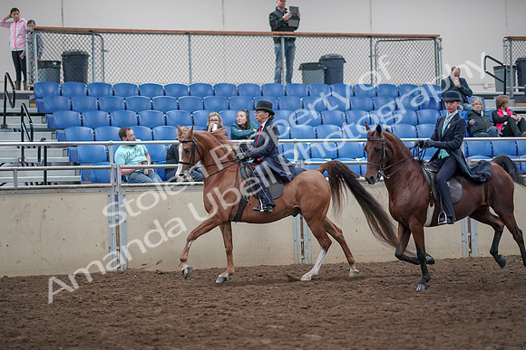 2019 Morgan Horse Show - Aug 31, 2019 - 08809