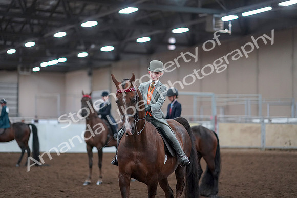 2019 Morgan Horse Show - Aug 30, 2019 - 18195