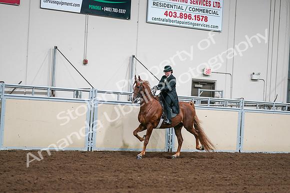 2020 - AB Morgan Horse - Sat, Sept 05 - 08031
