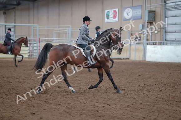 2019 Morgan Horse Show - Aug 30, 2019 - 20665