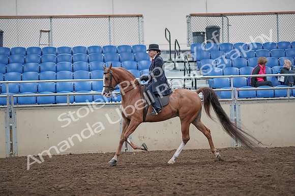 2019 Morgan Horse Show - Aug 31, 2019 - 16900