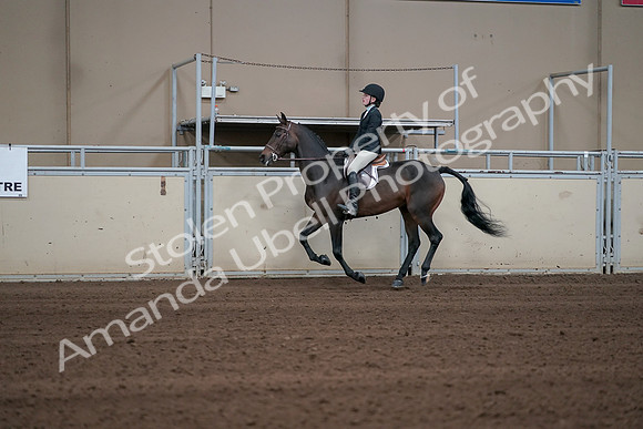 2019 Morgan Horse Show - Sept 01, 2019 - 03767