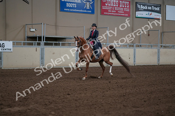 2019 Morgan Horse Show - Sept 01, 2019 - 12103