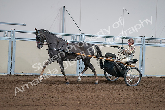 2020 - AB Morgan Horse - Sat, Sept 05 - 05878