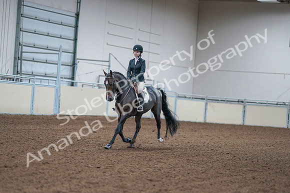 2020 - AB Morgan Horse - Fri, Sept 04 - 06149