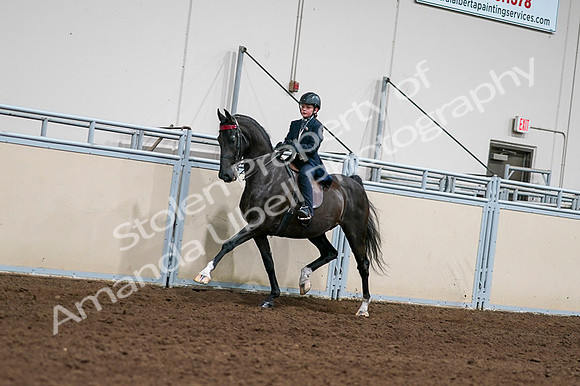 2020 - AB Morgan Horse - Fri, Sept 04 - 03205