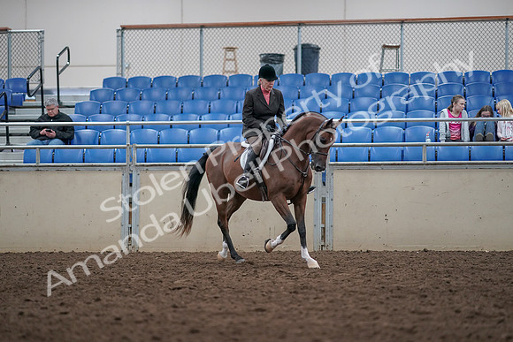 2019 Morgan Horse Show - Aug 31, 2019 - 16192