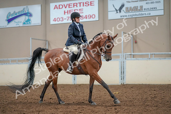 2019 Morgan Horse Show - Aug 30, 2019 - 22548