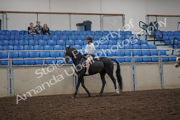 2019 Morgan Horse Show - Aug 30, 2019 - 31205
