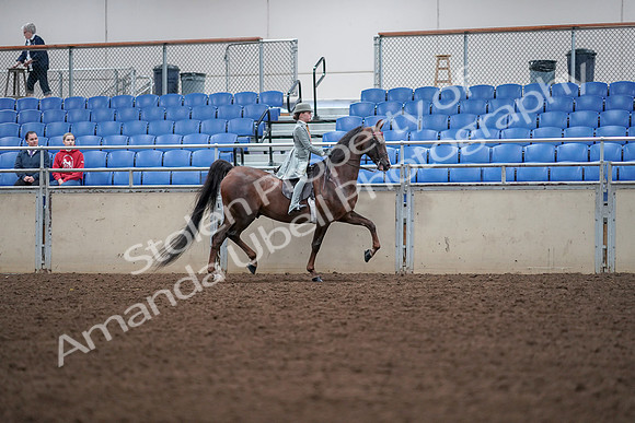 2019 Morgan Horse Show - Aug 30, 2019 - 18120