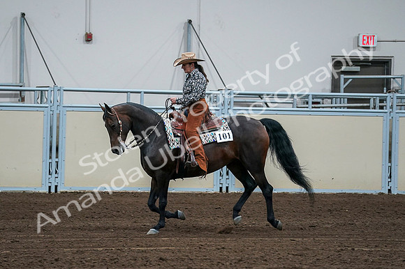 2020 - AB Morgan Horse - Fri, Sept 04 - 00405