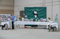 2019 Morgan Horse Show - Sept 01, 2019 - 05895