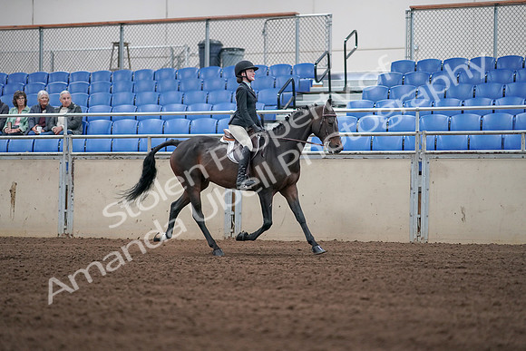 2019 Morgan Horse Show - Sept 01, 2019 - 03813
