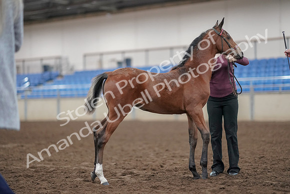 2019 Morgan Horse Show - Aug 31, 2019 - 00439