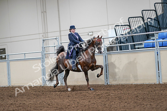 2020 - AB Morgan Horse - Fri, Sept 04 - 08070