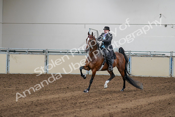 2020 - AB Morgan Horse - Sat, Sept 05 - 13137