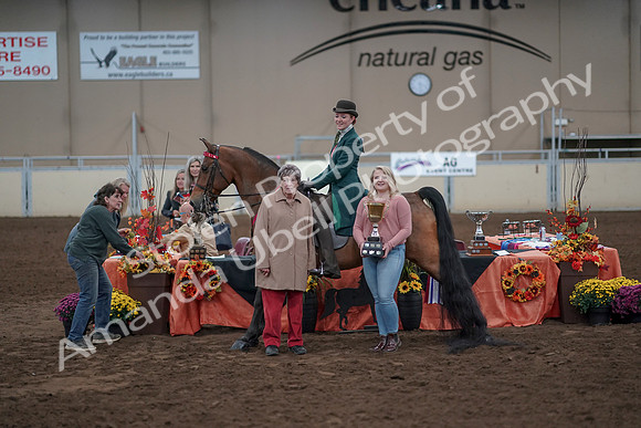 2019 Morgan Horse Show - Sept 01, 2019 - 13422