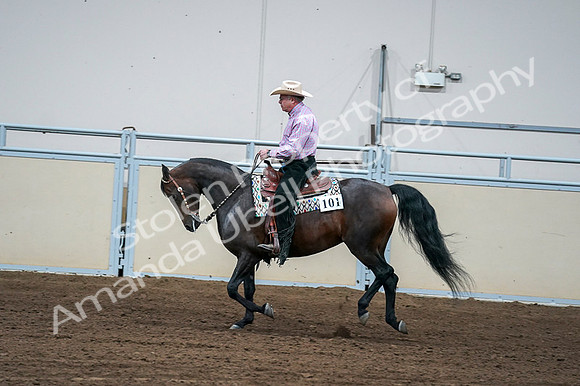 2020 - AB Morgan Horse - Fri, Sept 04 - 00546