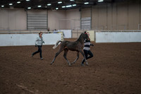 2019 Morgan Horse Show - Aug 31, 2019 - 00194