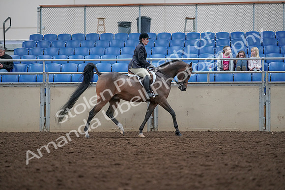 2019 Morgan Horse Show - Aug 31, 2019 - 16189