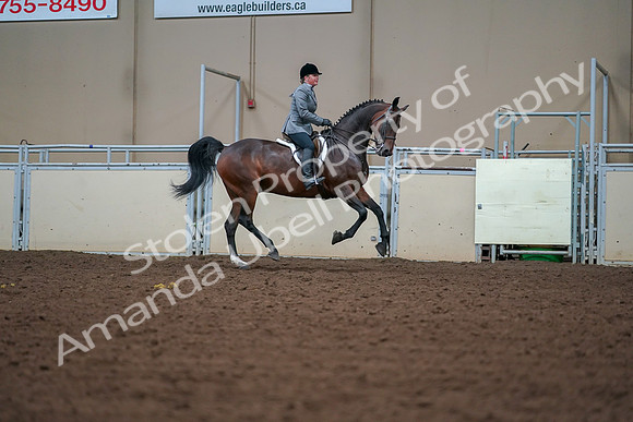 2019 Morgan Horse Show - Aug 30, 2019 - 21019