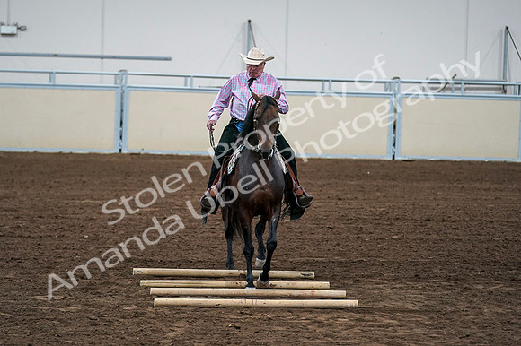 2020 - AB Morgan Horse - Fri, Sept 04 - 00580