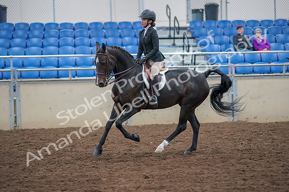 2019 Morgan Horse Show - Aug 30, 2019 - 20546