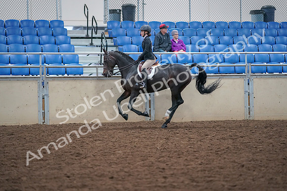 2019 Morgan Horse Show - Aug 30, 2019 - 20639