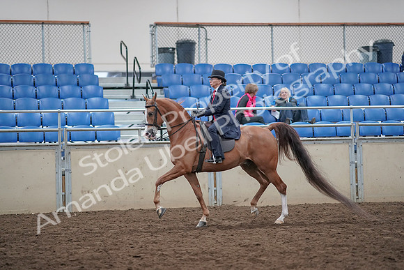 2019 Morgan Horse Show - Aug 31, 2019 - 16891