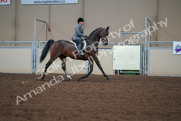 2019 Morgan Horse Show - Aug 30, 2019 - 20840
