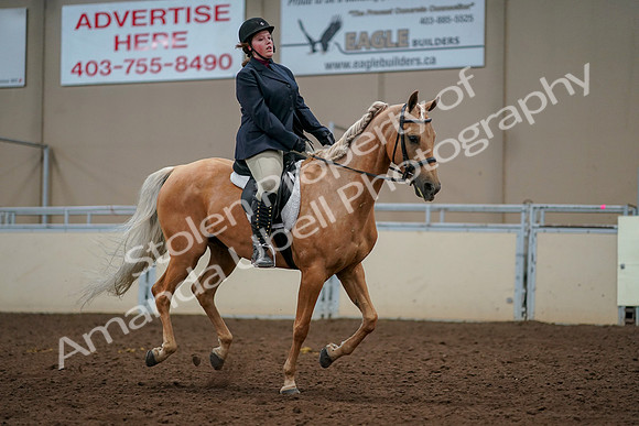 2019 Morgan Horse Show - Aug 30, 2019 - 22532