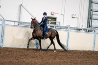 2020 - AB Morgan Horse - Sat, Sept 05 - 08528